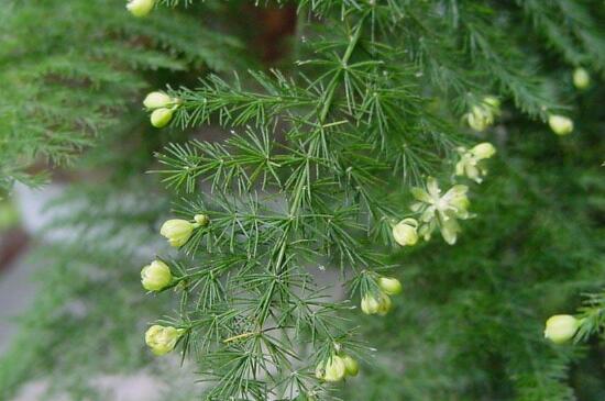文竹叶子发黄的八大原因及修剪办法，对症处理酌情修剪