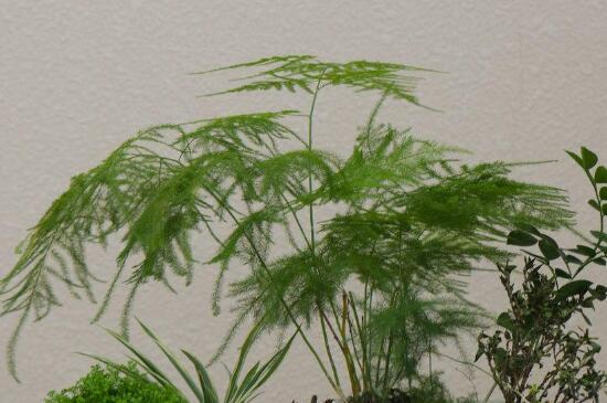 文竹叶子发黄的八大原因及修剪办法，对症处理酌情修剪