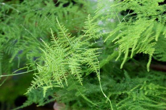 文竹叶子发黄的八大原因及修剪办法，对症处理酌情修剪