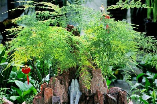 文竹叶子发黄的八大原因及修剪办法，对症处理酌情修剪