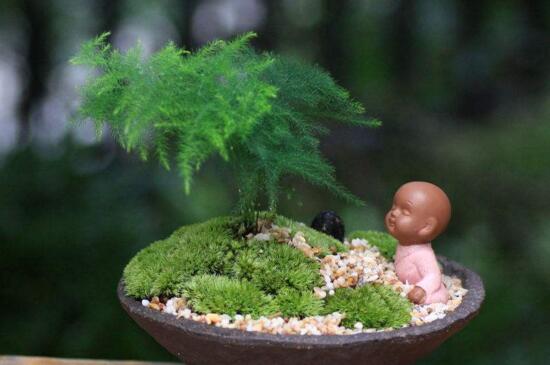 文竹叶子发黄的八大原因及修剪办法，对症处理酌情修剪