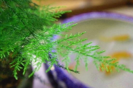 文竹叶子发黄的八大原因及修剪办法，对症处理酌情修剪