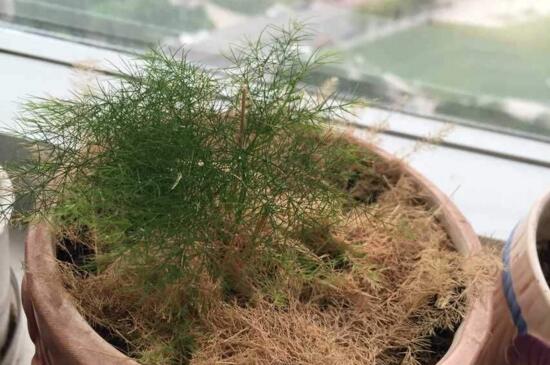 文竹叶子发黄的八大原因及修剪办法，对症处理酌情修剪