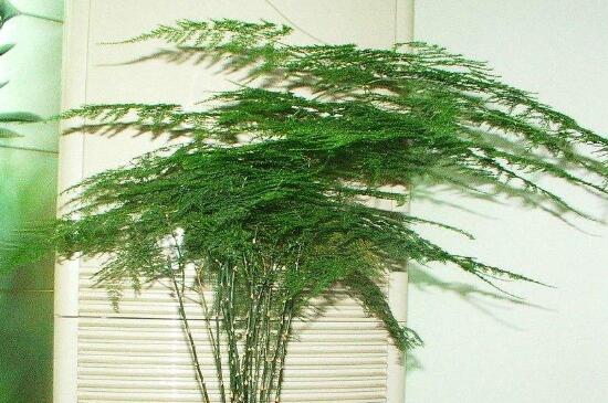 文竹叶子发黄的八大原因及修剪办法，对症处理酌情修剪