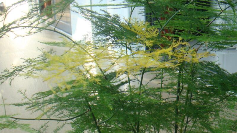 文竹黄叶如何办