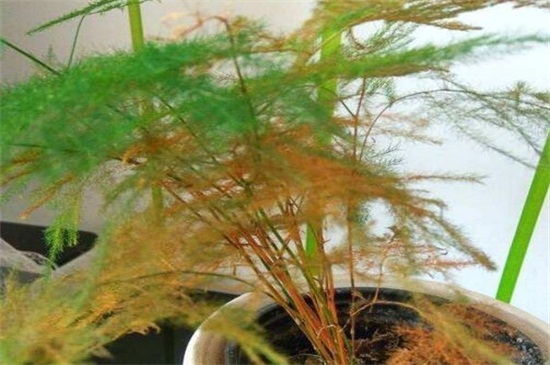 文竹黄叶如何办