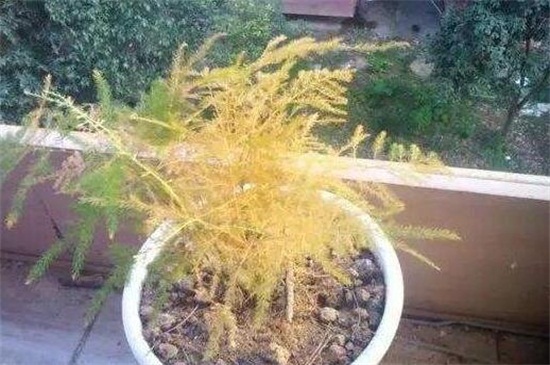 文竹黄叶如何办