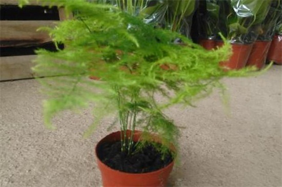 文竹的养殖办法