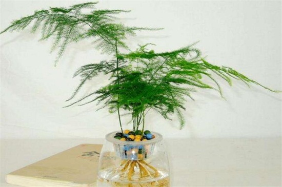 文竹长出的长藤有寓意,助于事业还能利于婚姻