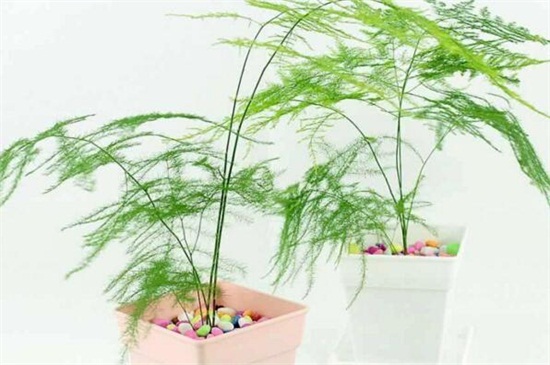 文竹长出的长藤有寓意,助于事业还能利于婚姻