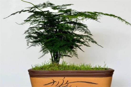 文竹长出的长藤有寓意,助于事业还能利于婚姻