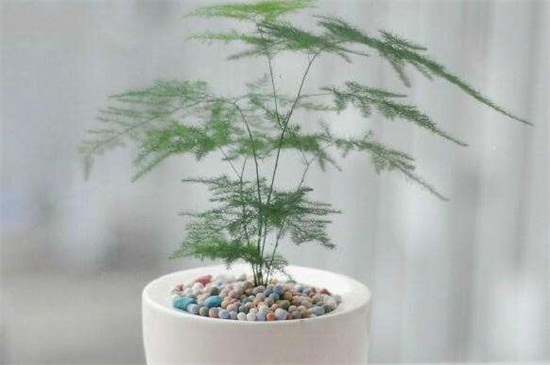 文竹长出的长藤有寓意,助于事业还能利于婚姻