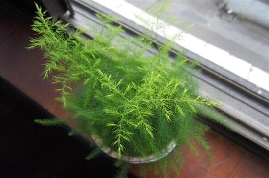 文竹长出的长藤有寓意,助于事业还能利于婚姻