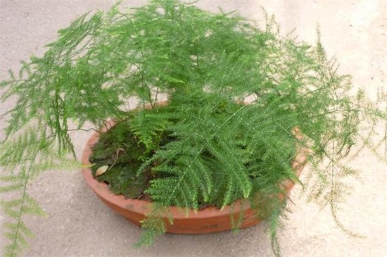 文竹长出的长藤有寓意,助于事业还能利于婚姻