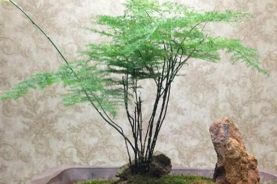 文竹的扦插办法图解，三步使其扦插成功