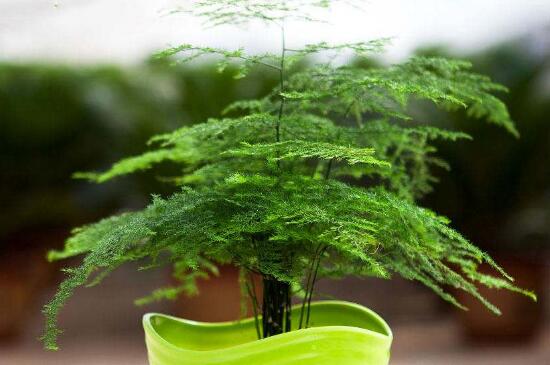 文竹的扦插办法图解，三步使其扦插成功