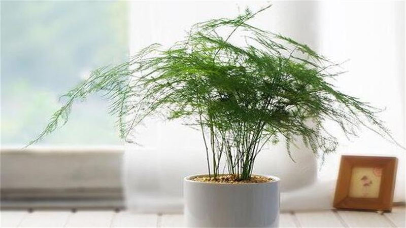 如何给文竹修剪视频