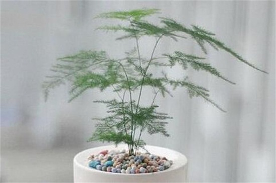 如何给文竹修剪视频