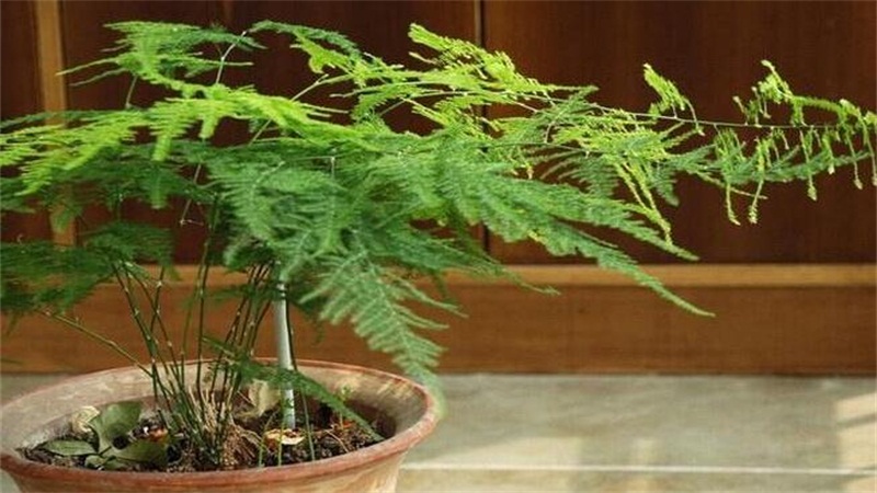 文竹如何养才能更旺盛