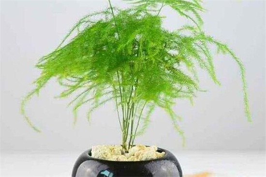 文竹如何养才能更旺盛