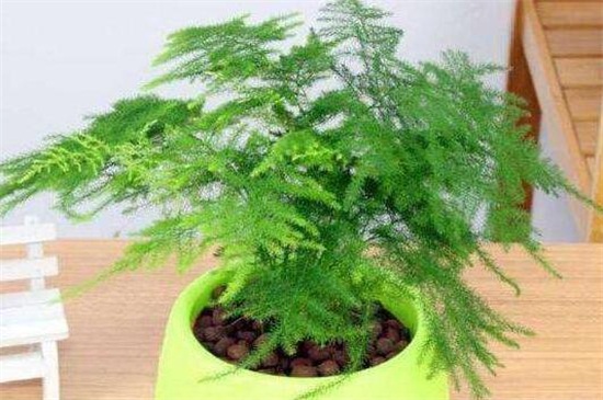 文竹如何养才能更旺盛