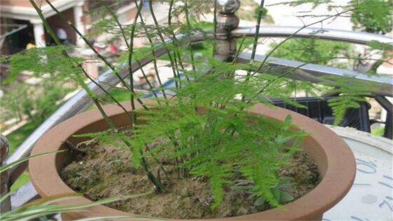 文竹如何养才能抽新芽