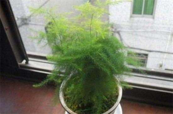 文竹如何养才能抽新芽