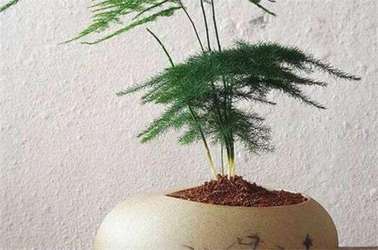 文竹如何养才能抽新芽