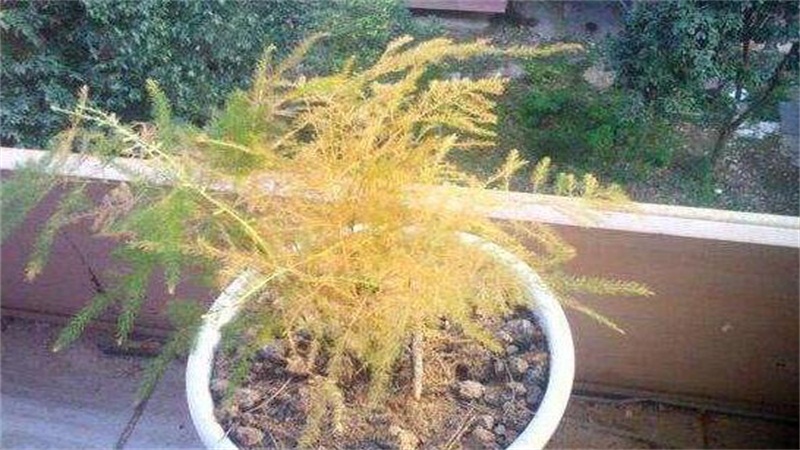 文竹叶子发黄如何挽救