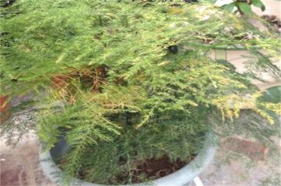 文竹叶子发黄如何挽救