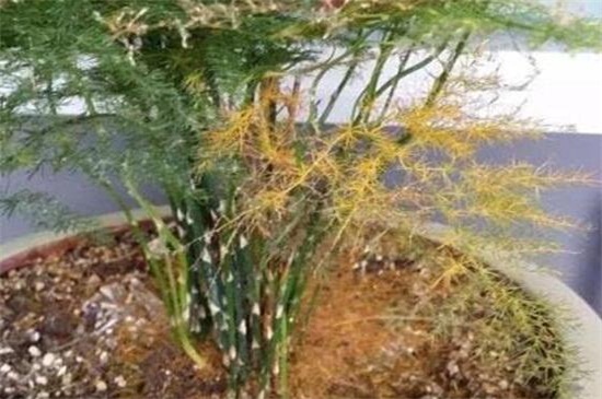 文竹叶子发黄如何挽救