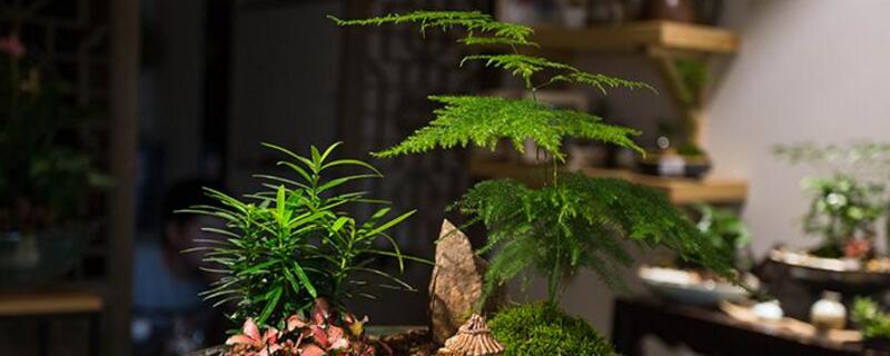 文竹如何养才能长的好