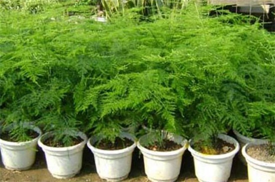 文竹如何养才能长的好