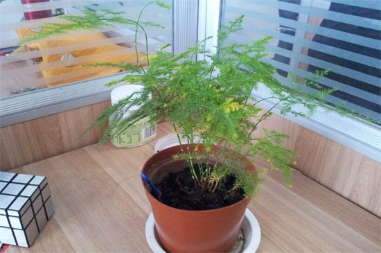 文竹如何养才能长的好