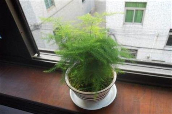 文竹如何养才能长的好