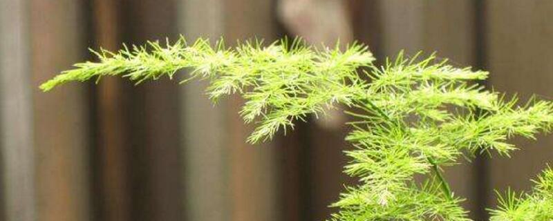 文竹黄叶了如何修剪