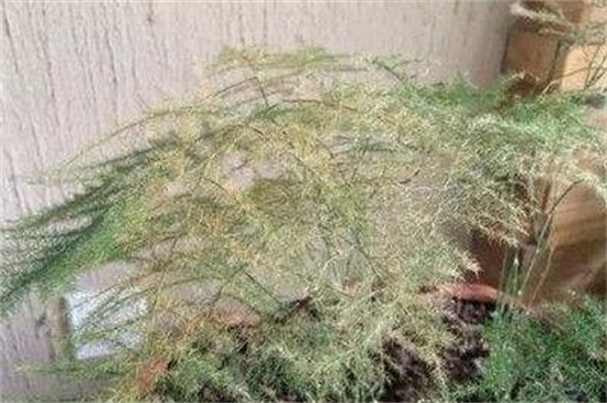 文竹黄叶了如何修剪