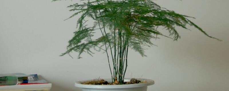 文竹疯长如何办