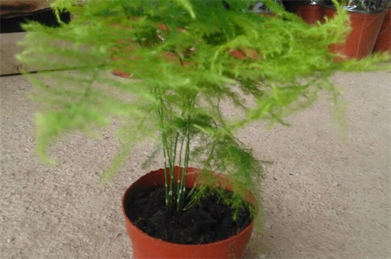 文竹疯长如何办