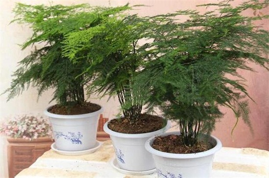 文竹疯长如何办