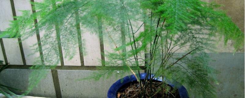 文竹冬季叶子发黄如何办