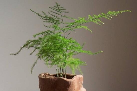 文竹冬季叶子发黄如何办