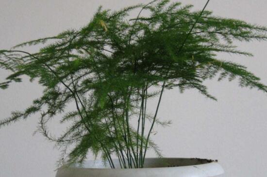 文竹冬季叶子发黄如何办