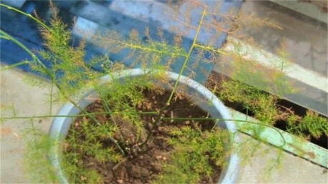 文竹叶子发黄如何办