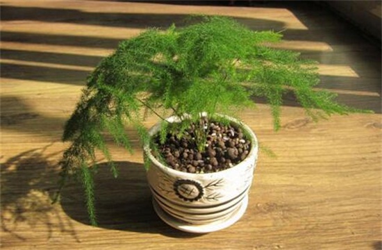 文竹叶子发黄如何办