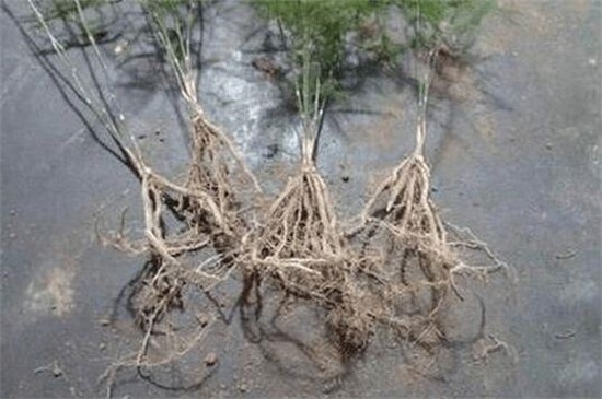 如何种植文竹，详解文竹播种和分株种植步骤