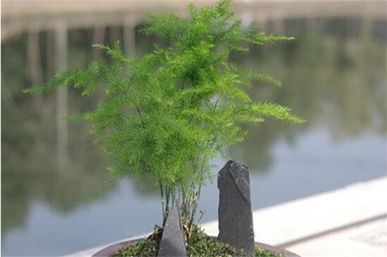 文竹什么时候播种，春季18℃以上最适宜种植