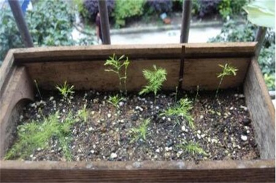 文竹什么时候播种，春季18℃以上最适宜种植