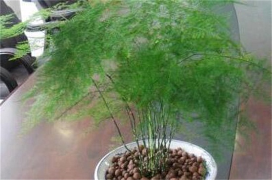 文竹什么时候播种，春季18℃以上最适宜种植