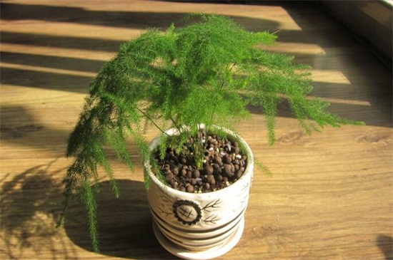 文竹什么时候播种，春季18℃以上最适宜种植